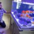 Black Moor Goldfish: Care Guide (Setup, Diet  Breeding)