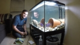 Kribensis Cichlid 101: Care, Size, Tank Requirements