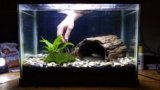 Kuhli Loach Secrets: Care, Breeding, Companions