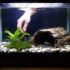 Betta Gill Flukes (Symptoms, Treatment, Prevention)