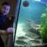 Guppy Fry  Baby Guppies: Caring for the Millions Fish (Guide)