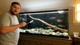 Loach Care Guide: Types, Tank Setup, and Feeding Tips