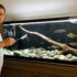 11 Pea Puffer Tank Mates: Choosing Tiny Roommates