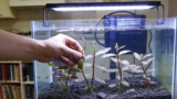 Ludwigia Repens Thrives in Aquariums
