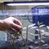 What’s the Ideal Water Temperature for Betta Fish