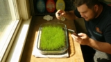 Dwarf Hairgrass Thrives in Lush Carpets