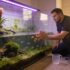 Emperor Angelfish 101: Care, Lifespan, Facts More!