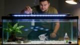 How to Maintain Ideal Guppy pH Levels (Easily)