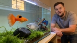 How To Keep Male And Female Guppies In The Same Tank?