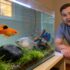 Bladder Snail Secrets Unveiled in Aquariums