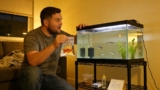 Guppy Facts: Male Vs. a Female Key Differences
