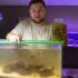 Betta Fish Diet: What to Feed & How Often for Health