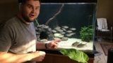 Mexican Tetra • Care Guide (Setup, Mates & Diet)