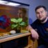 Domino Damsel Care: Diet, Mates, Diseases, Tank and Breeding