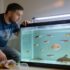 Opaline Gourami: Vibrant Care and Tank Harmony