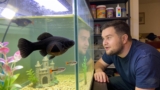 5 Signs Your Molly Fish Is Pregnant and How to Care for Them