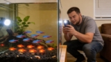 Can Neon Tetras And Ember Tetras Live Together?