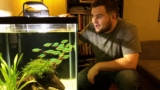 Green Neon Tetra Care Guide – What You Need To Know!