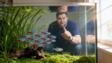 Neon Tetra Care: A Complete Guide For 2023