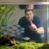 Are Angelfish Aggressive ? (And Why ?)