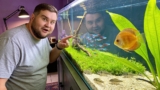 15 Neon Tetra Tank Mates: What Fish Can I Pair With Neons?