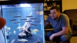 14 Great Black Neon Tetra Tank Mates & 15 To Avoid