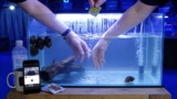 Nerite Snail Secrets: Care, Types, Lifespan