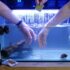 Betta Fish Poop (And Why You Need To Know About It)