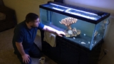 Berghia Nudibranch Taking Care of Aiptasia and Your Tank
