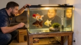 Oranda Goldfish 101: Care Tips, Size, Colors, Lifespan