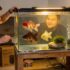 6 Best Starter Aquarium Kit ( How To Set Them Up)