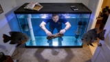Oscar Fish Secrets: Tank Mates, Diet, Size