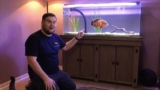 Oscar Fish Care Guide: Tank Setup, Diet & Behavior Tips