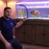 Electric Blue Hap Care: Tank Setup, Diet & Breeding Tips