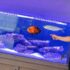 15 Neon Tetra Tank Mates: What Fish Can I Pair With Neons?