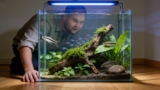 Otocinclus Catfish Care: From Setup To Breeding