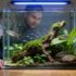 Why Oxygenation Is Vital for Your Tank And How To Do It Without Chemicals