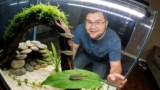 Otocinclus: Full Care Guide (with Tank Setup, Mates Diet)