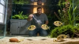 Pea Puffers Care Guide (Tank Setup, Diet  Breeding)