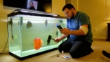Peacock Cichlids Thrive: Care, Colors, Companions