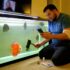 Killifish Care: Species, Tank Mates, Lifespan, And Breeding