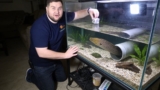 Peacock Eel: Essential Care Guide