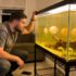 Green Terror Cichlids: Tank Mates and Care Tips
