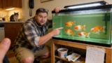 Pearlscale Goldfish 101: The Essential Care Guide