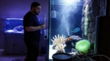 Using GFO (Phosphate Removal Media) in Reef Aquariums
