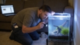 Planarian Worms In Your Aquarium: How To Get Rid Of Them