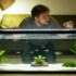 15 Predatory Aggressive Freshwater Fish For Your Tank