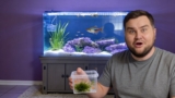 Platy Fish Breeding Guide: Care, Tips & Tank Setup