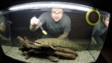 Plecostomus Care Guide: Tank Setup, Diet & Breeding Tips