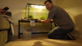 Endler’s Livebearer Care 101 (Poecilia Wingei)